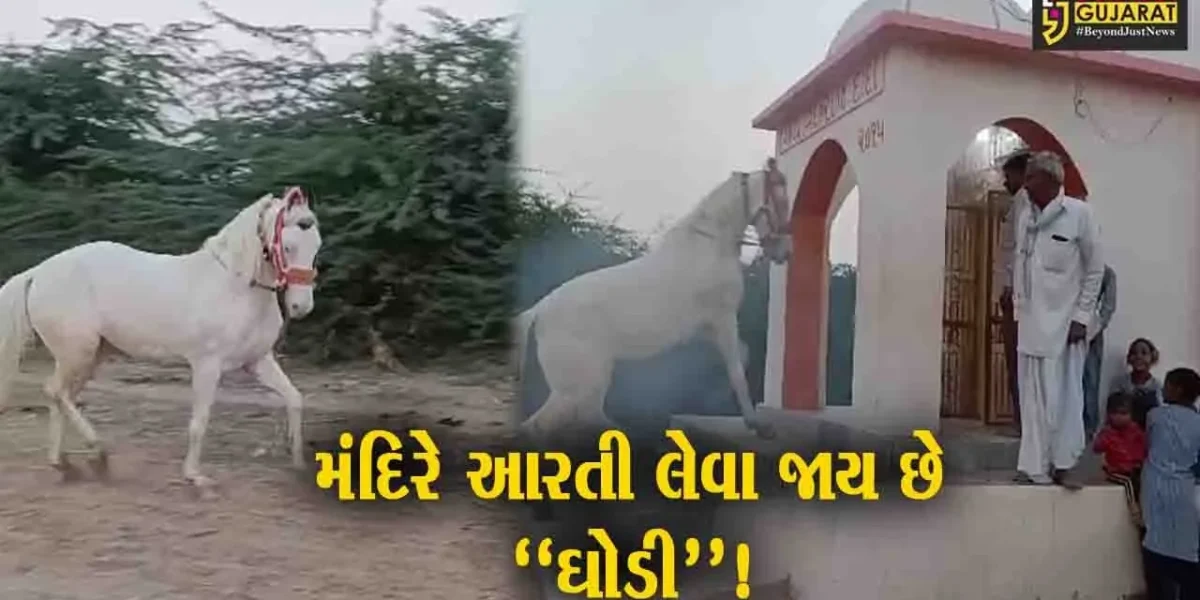 પાટણ: રાધનપુર તાલુકાના પેદાશપુરા ગામ ખાતે અનોખા દર્શન જોવા મળ્યા, મંદિરે આરતી લેવા જાય છે ઘોડી