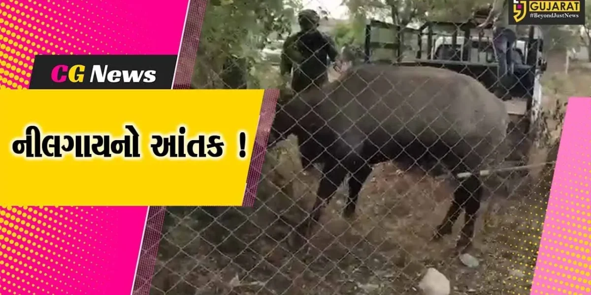 અમરેલી: ધારીના કમી કેરાળા ગામે નીલગાયનો આંતક,ખેડૂત પર કર્યો હુમલો..