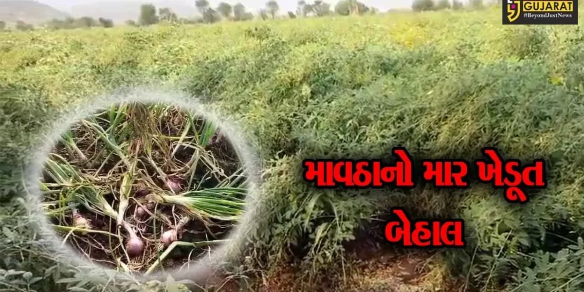 મુસીબતનું માવઠુ..! કમોસમી વરસાદે અમરેલીના ખેડૂતોની કમર તોડી નાખી, શિયાળુ પાકમાં ભારે નુકશાની થતાં ખેડૂતો સહાયની આશાએ…