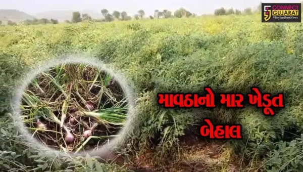 મુસીબતનું માવઠુ..! કમોસમી વરસાદે અમરેલીના ખેડૂતોની કમર તોડી નાખી, શિયાળુ પાકમાં ભારે નુકશાની થતાં ખેડૂતો સહાયની આશાએ…