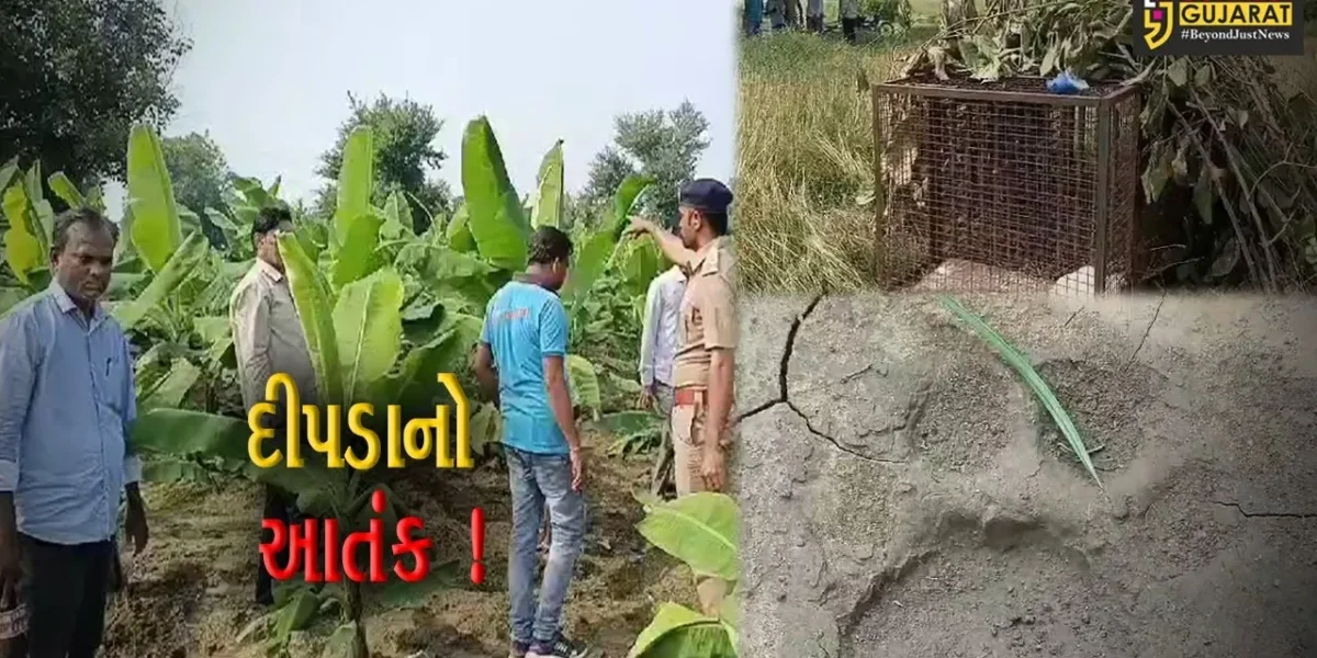 અંકલેશ્વર: નર્મદા કાંઠા વિસ્તારના ગામોમાં દીપડાનો ભય, વન વિભાગ દ્વારા સાત પાંજરા ગોઠવાયા