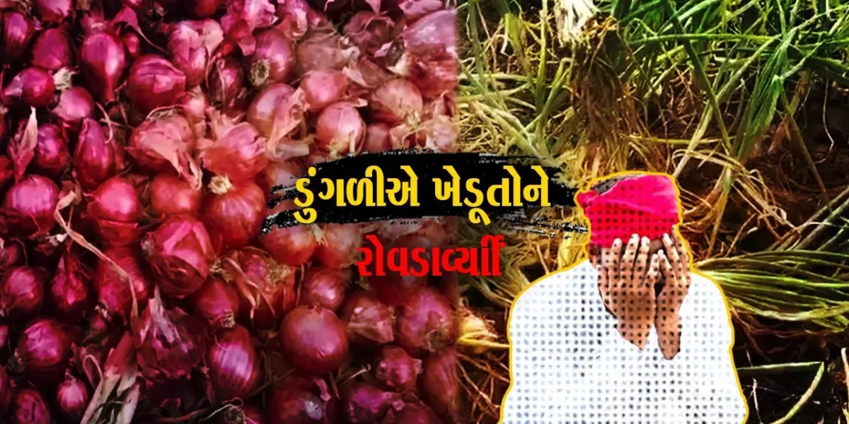ગરીબોની કસ્તુરી ગણાતી ડુંગળી : સારા ભાવોથી પ્રેરાઇ અમરેલી જિલ્લાના ખેડૂતોએ વાવેતર તો કર્યું, પણ..!