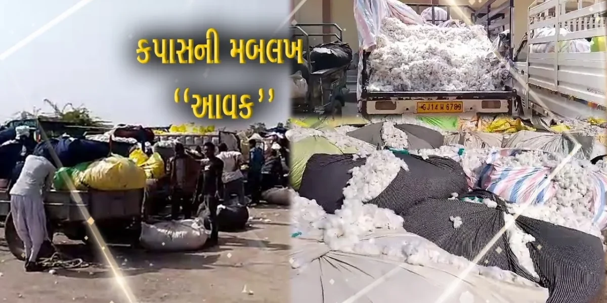 અમરેલી : સફેદ સોના સમા કપાસની મબલખ આવક, બાબરા માર્કેટીંગ યાર્ડ કપાસથી ઉભરાયું…