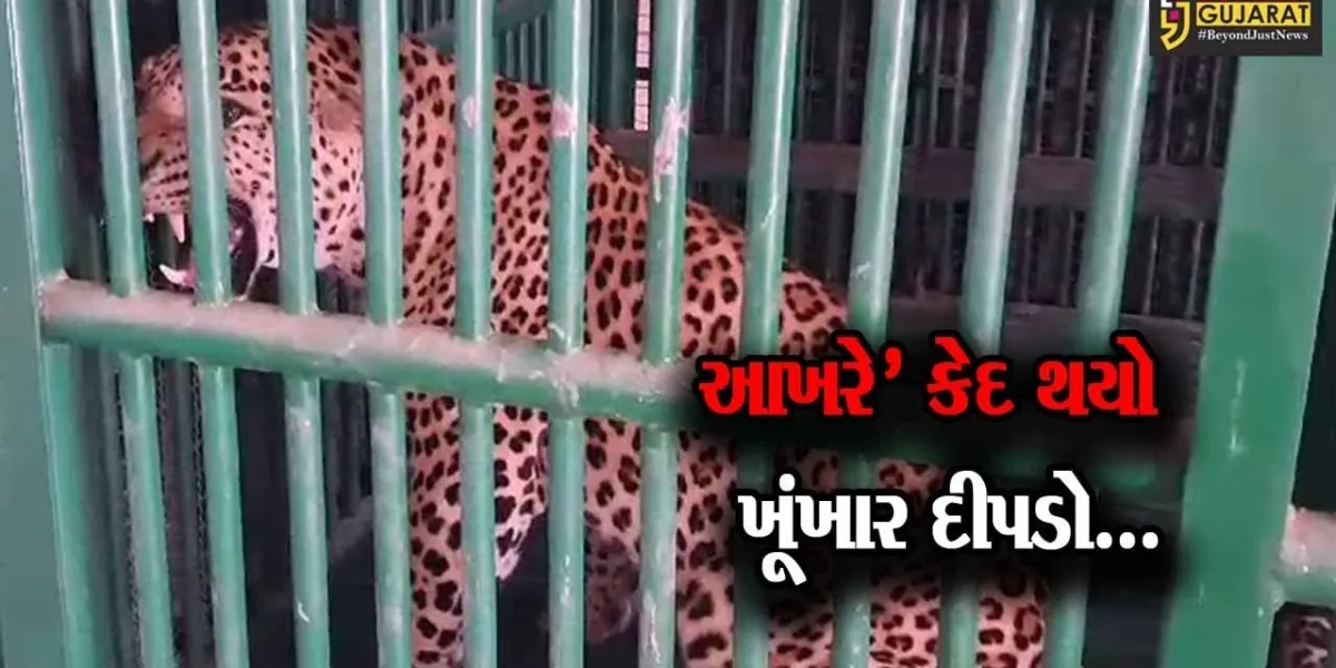 અમરેલી : ધારી પંથકમાં આતંક મચાવનાર દીપડો પાંજરે પુરાયો, લોકોમાં રાહત…