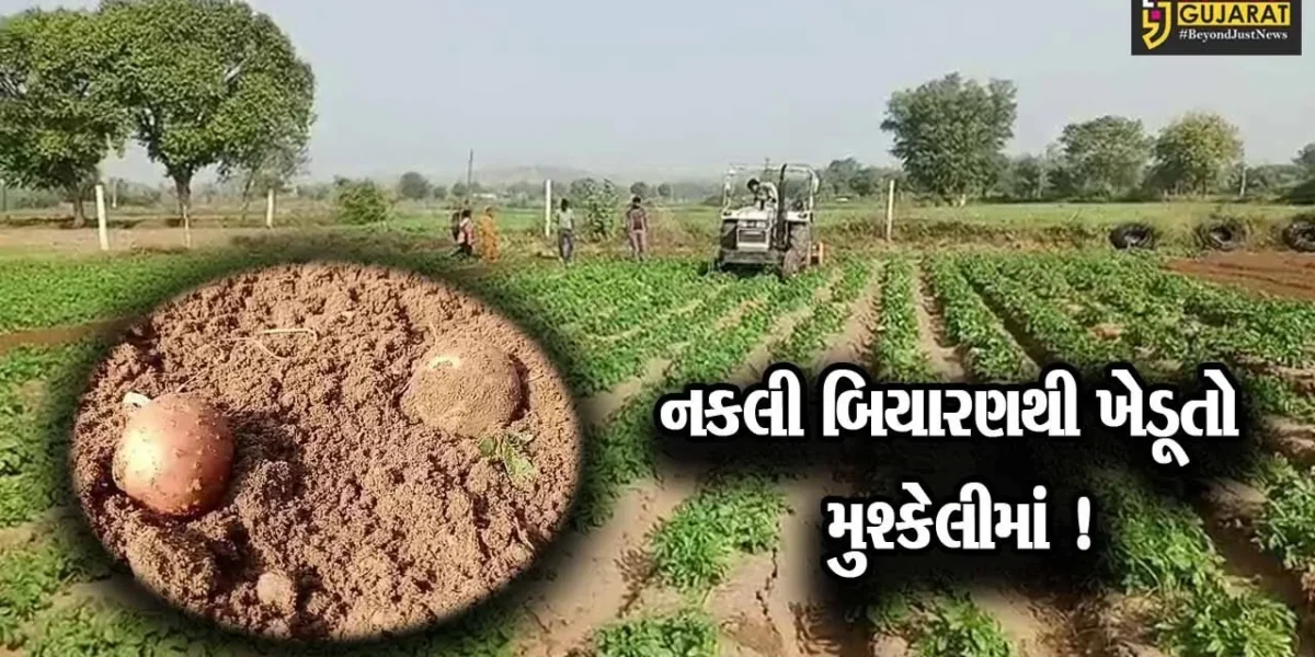 અરવલ્લી:નકલી બિયારણના કારણે ખેડૂતો મુશ્કેલીમાં, કંપની સામે કાર્યવાહીની માંગ