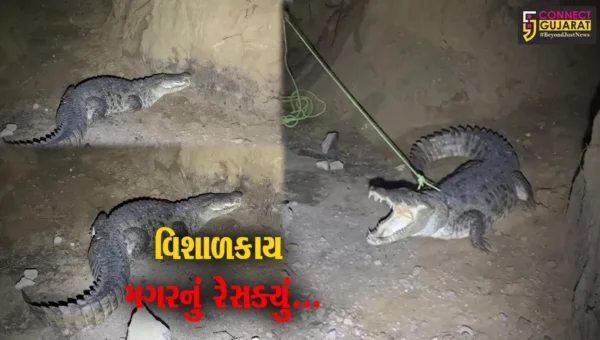 વડોદરા : પાદરા-જંબુસર માર્ગ પર વિશાળકાય મગર દેખા દેતા ગ્રામજનોમાં ફફડાટ, ભારે જહેમતે કરાયો મગરને રેસક્યું…