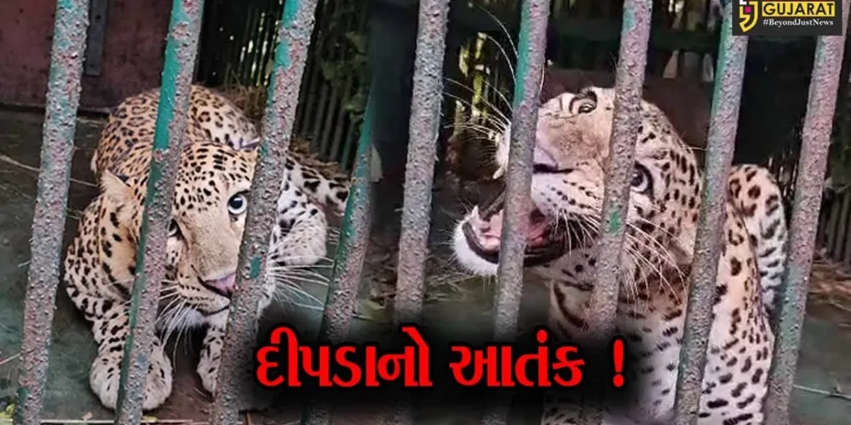 નવસારી: 2 ગામમાં દીપડા પાંજરે પુરાતા લોકોએ લીધો હાશકારો,વન વિભાગે ગોઠવ્યુ હતું પાંજરું
