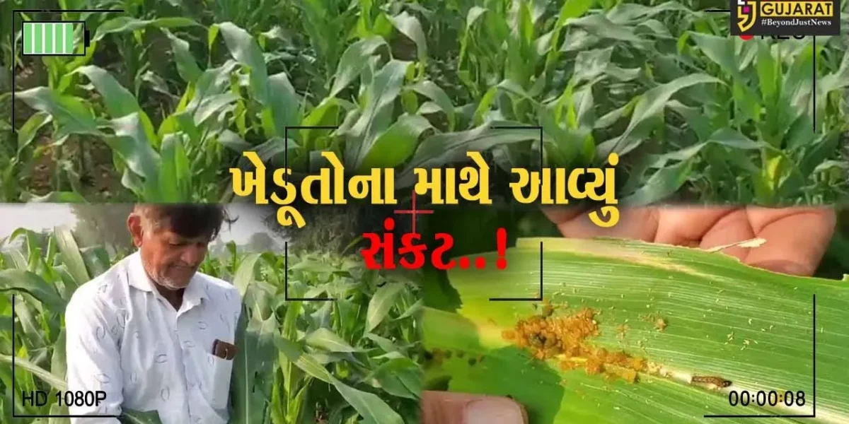 અરવલ્લી : મકાઈના પાકમાં પાનખાઉ ઈયળના ઉપદ્રવથી ખેડૂતોના માથે આવ્યું સંકટ…