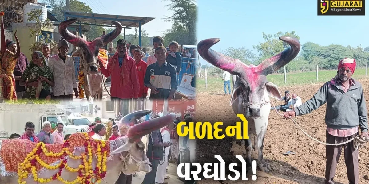અરવલ્લી : ચોરાયેલ બળદ મળી આવતા ડીજે સાથે વરઘોડો નીકળ્યો