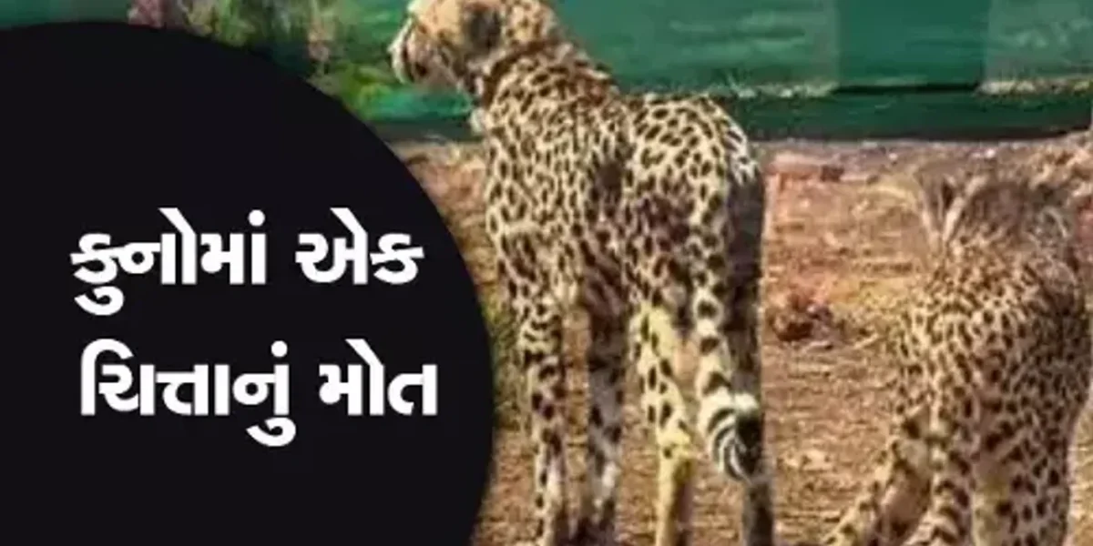 કુનો નેશનલ પાર્કમાં વધુ એક ચિત્તાનું મોત, આ સાથેજ અત્યાર સુધીમાં કુનોમાં 10 ચિત્તા મોતને ભેટયા