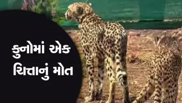 કુનો નેશનલ પાર્કમાં વધુ એક ચિત્તાનું મોત, આ સાથેજ અત્યાર સુધીમાં કુનોમાં 10 ચિત્તા મોતને ભેટયા