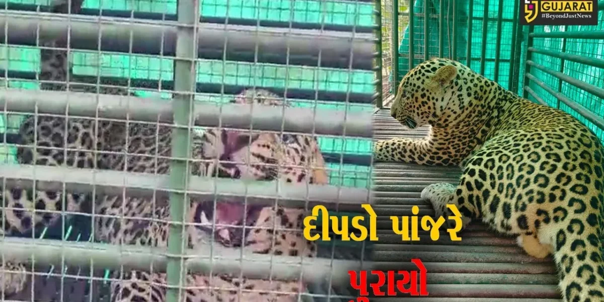 અંકલેશ્વર: અમરતપુરા ગામ ખાતેથી દિપડો પાંજરે પુરાયો,લોકોના ટોળા ઉમટ્યા..!