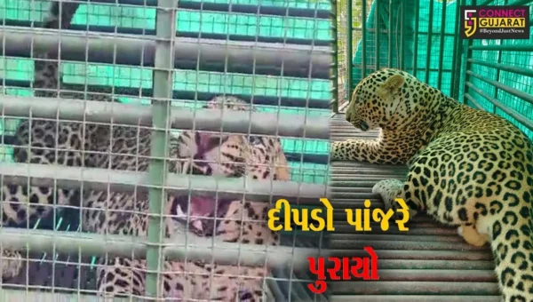 અંકલેશ્વર: અમરતપુરા ગામ ખાતેથી દિપડો પાંજરે પુરાયો,લોકોના ટોળા ઉમટ્યા..!