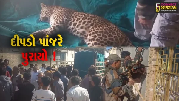 અમરેલી : મકાનમાં દીપડો ઘૂસી જતા ભારે અફરાતફરી,વન વિભાગે બેભાન કરી દીપડાને ઝડપી પાડ્યો