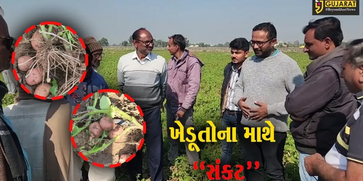 સાબરકાંઠા : હિંમતનગરના 7 ગામમાં વાવેતર કરેલા બટાકામાં આવ્યો સુકારો રોગ, ખેડૂતોની બેઠી માઠી દશા