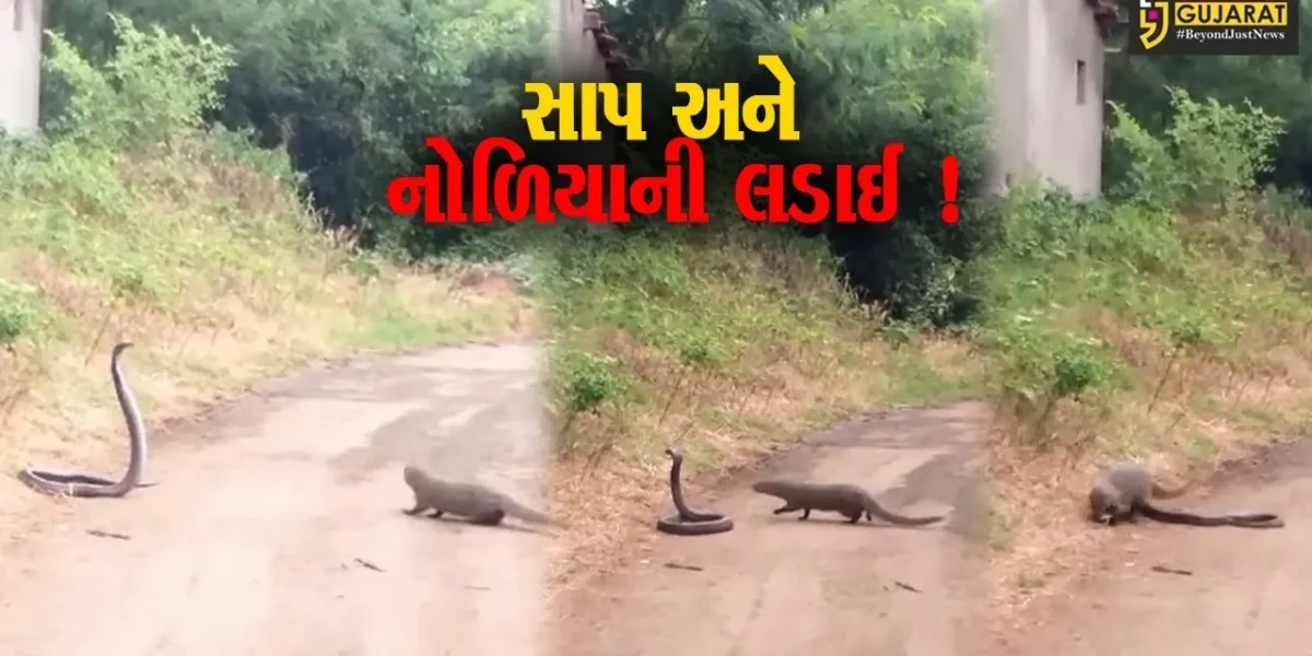 અમરેલી: સાપ અને નોળિયાની અદભુત લડાઈ મોબાઈલ કેમેરામાં કેદ, જુઓ LIVE વિડીયો