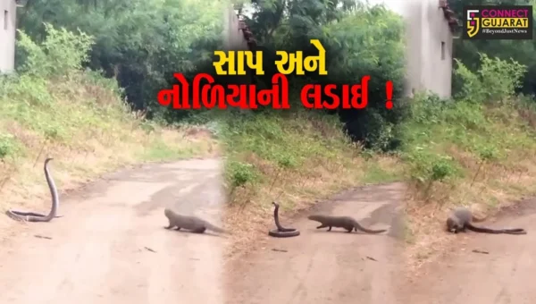 અમરેલી: સાપ અને નોળિયાની અદભુત લડાઈ મોબાઈલ કેમેરામાં કેદ, જુઓ LIVE વિડીયો