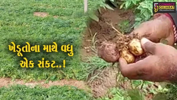 સાબરકાંઠા : વાદળછાયા વાતાવરણને લઈને વિવિધ પાકમાં નુકશાન જવાની ખેડૂતોમાં ભીતિ..!