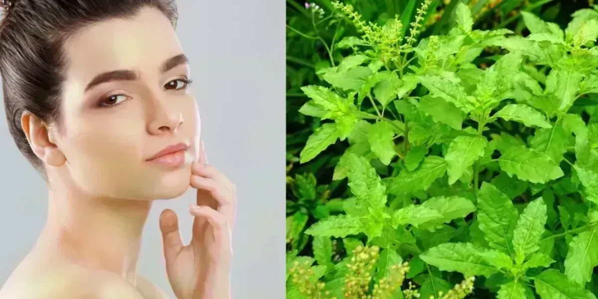 Tulsi For Skin Care: ‘તુલસી’ ત્વચાને લગતી ઘણી સમસ્યાઓથી આપશે રાહત, આ રીતે કરો ઉપયોગ..!
