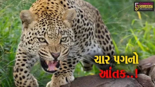 અમરેલી : વાવડી ગામે ખેતરમાં શ્રમિક મહિલા પર દીપડાનો હુમલો, ઇજાગ્રસ્ત મહિલા સારવાર હેઠળ…