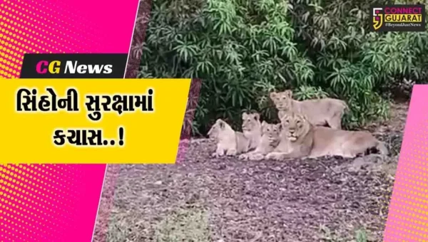 અમરેલી : સિંહણનું દરિયામાં ડૂબી જવાથી મોતની રાજ્યમાં પ્રથમ ઘટના, વનતંત્રની કામગીરી સામે સવાલ..!