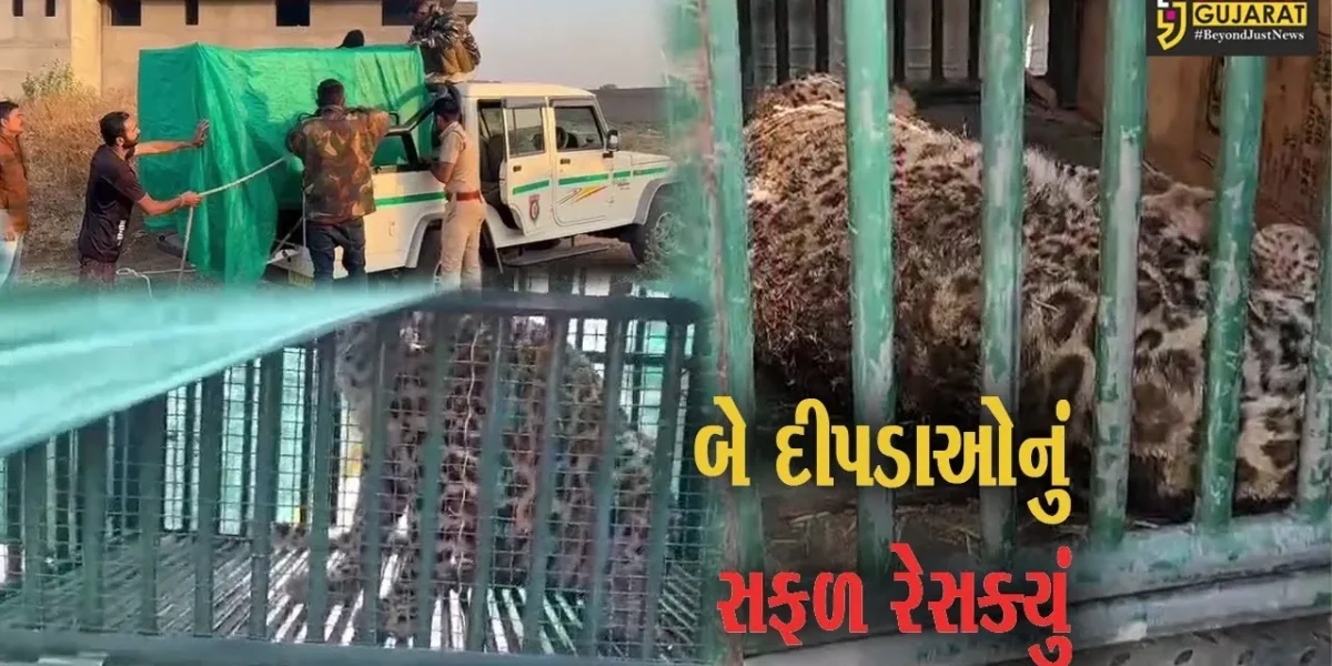 અમરેલી : રાજુલા અને વેરાવળ ખાતેથી 2 દીપડા પાંજરે પુરાયા..!
