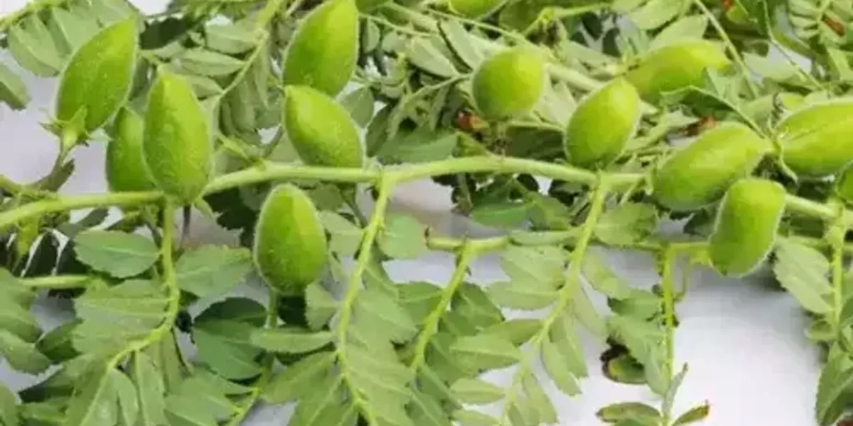 શિયાળા દરમિયાન સ્વાસ્થયને લગતી સમસ્યાઓને હલ કરવા માટે ખાઓ લીલા ચણા, જાણો તેના ઘણા ફાયદા…
