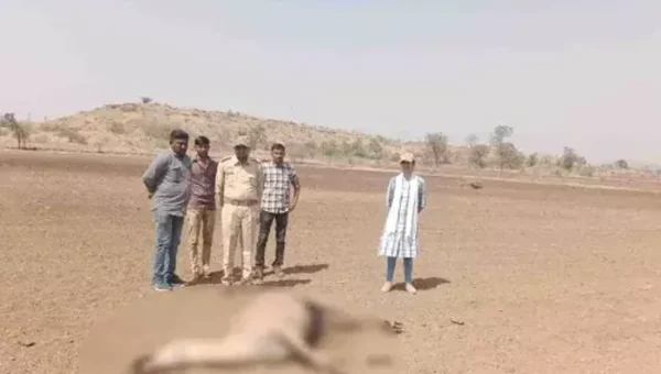 અમરેલી : રાયડી ગામે એક સાથે 6 નીલગાયના મોત, ફૂડ પોઇઝનિંગથી મોત થયાનું વન વિભાગનું તારણ
