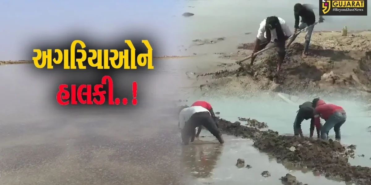 સુરેન્દ્રનગર : ધ્રાંગધ્રાના રણ કાંઠા વિસ્તારમાં નર્મદાના પાણી ફરી વળ્યા, 400થી વધુ અગરોના પાટા ધોવાયા…