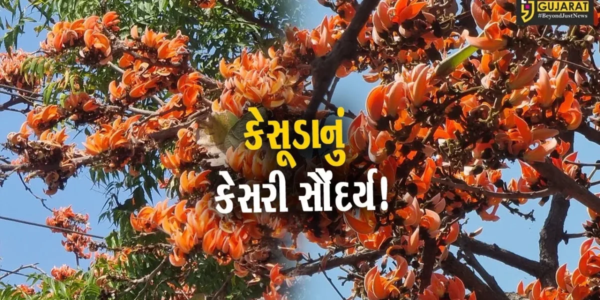 ભરૂચ: અંતરિયાળ વિસ્તારોમાં કેસૂડાના ફૂલના કારણે મનમોહક માધુર્ય રેલાયુ,જુઓ વિડીયો..