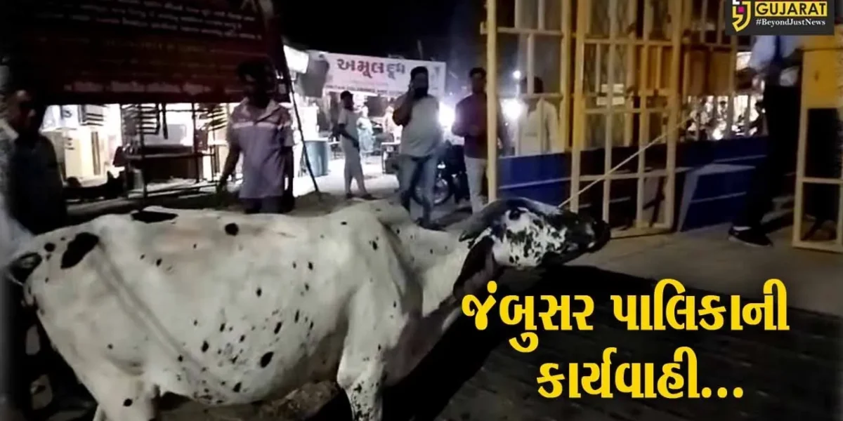 ભરૂચ : જંબુસરમાં નગરપાલિકા દ્વારા રખડતા પશુઓને પકડવાની કામગીરી, અન્ય પશુપાલકોમાં ફફડાટ