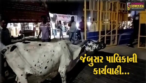 ભરૂચ : જંબુસરમાં નગરપાલિકા દ્વારા રખડતા પશુઓને પકડવાની કામગીરી, અન્ય પશુપાલકોમાં ફફડાટ