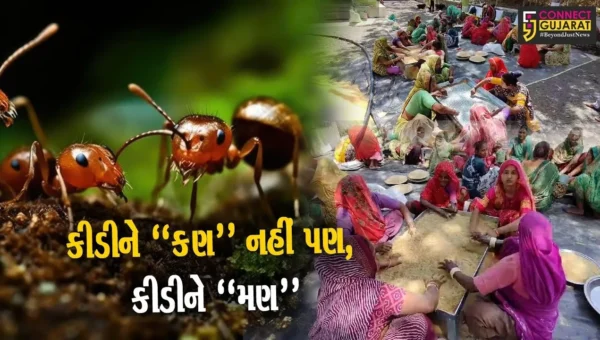 ભાવનગર : ત્રંબક ગામના લોકોનો અનોખો સેવાયજ્ઞ, કીડીઓ માટે 310 મણ કીડીયારું તૈયાર કરાયું…