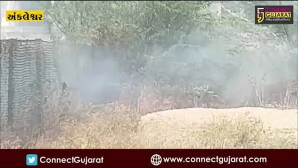 અંકલેશ્વર: મામલતદાર કચેરી પાછળ ઝાડી ઝાંખરામાં આગ,કોઈ જાનહાની નહીં
