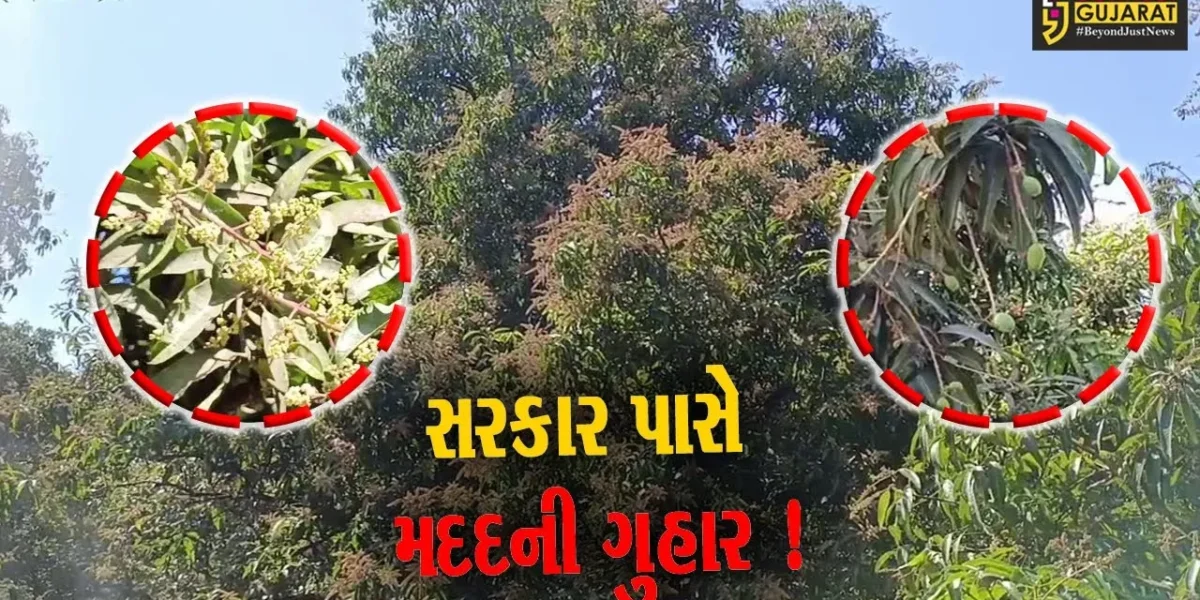 ગીરસોમનાથ: કેસર કેરીના પાકને બચાવવા ખેડૂતોએ સરકાર પાસે લગાવી મદદની ગુહાર,જુઓ શું કરી માંગ
