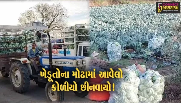 સાબરકાંઠા: માવઠાના કારણે પ્રાંતિજમાં ફ્લાવરની ખેતી કરતા ખેડુતોને ફટકો, વરસાદના પાણીથી પાકના ભાવ ધોવાયા !