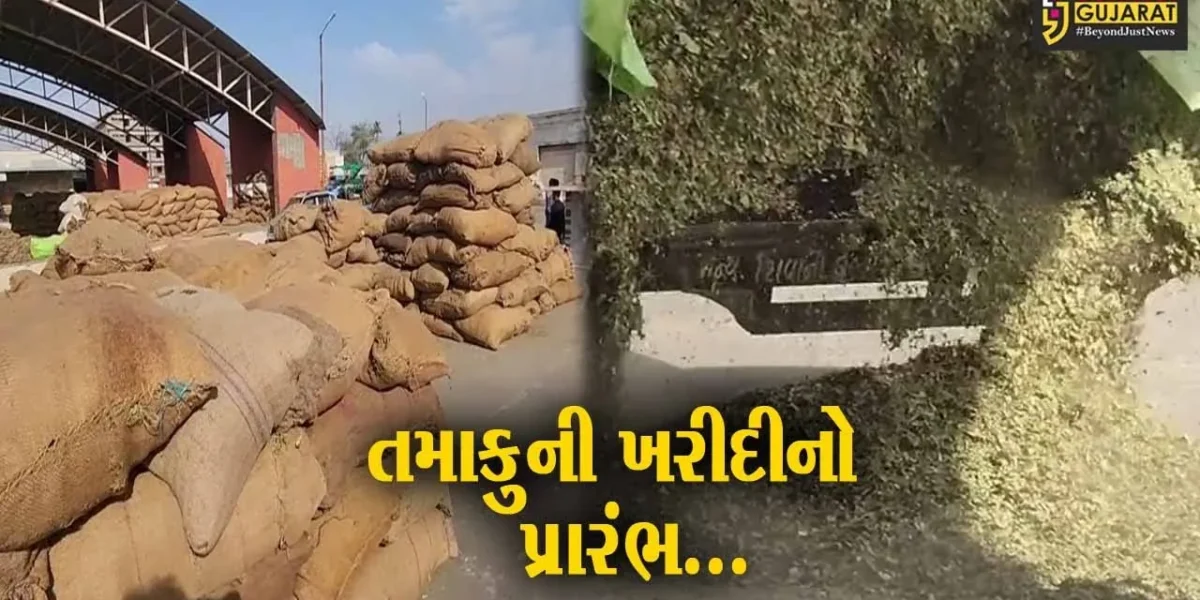 સાબરકાંઠા : હિંમતનગરના કોટન માર્કેટમાં તમાકુની ખરીદીનો પ્રારંભ, પ્રથમ દિવસે જ તમાકુની ભારે આવક થઈ