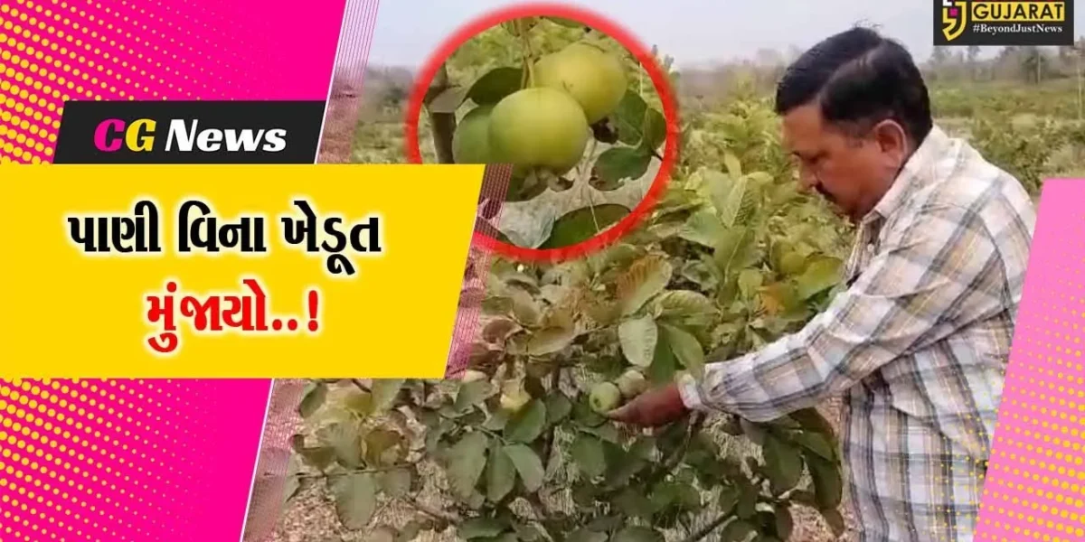 પાણી વગર કેવી રીતે થશે તાઇવનના “જામફળ”ની ખેતી, અરવલ્લીના વલુણા ગામે ખેડૂતે ખેતી તો કરી, પણ પાણી વિના મુંજાયો…