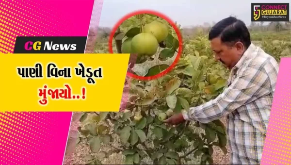 પાણી વગર કેવી રીતે થશે તાઇવનના “જામફળ”ની ખેતી, અરવલ્લીના વલુણા ગામે ખેડૂતે ખેતી તો કરી, પણ પાણી વિના મુંજાયો…