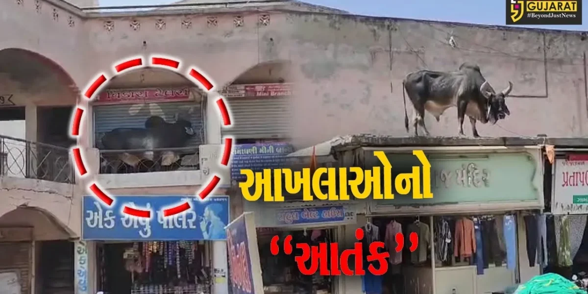 ધાબે ચઢ્યો આખલો..! : પાટણ-રાધનપુરમાં આખલાની અડફેટે મહિલાને ઇજા, ધાબે ચઢેલા આખલાને લોકોએ માંડ માંડ નીચે ઉતાર્યો…