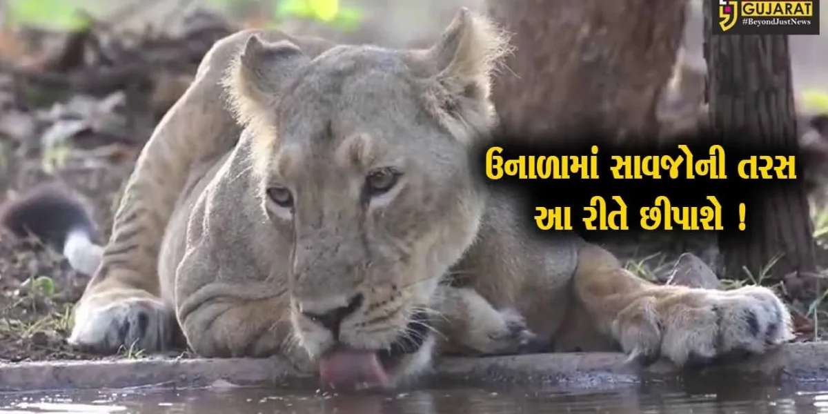 ગીરના સાવજોને પાણીની તંગી ન પડે એ માટે વન વિભાગ દ્વારા કરાયુ સરાહનીય કાર્ય