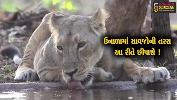 ગીરના સાવજોને પાણીની તંગી ન પડે એ માટે વન વિભાગ દ્વારા કરાયુ સરાહનીય કાર્ય