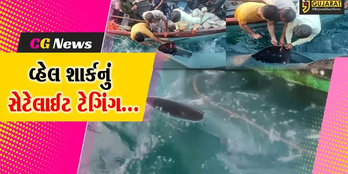 દુનિયાની સૌથી મોટી માછલી ગણાતી વ્હેલ શાર્કની તમામ ગતિવિધિઓ પર રહેશે નજર, ગીર સોમનાથ વન વિભાગે કર્યું સેટેલાઈટ ટેગિંગ
