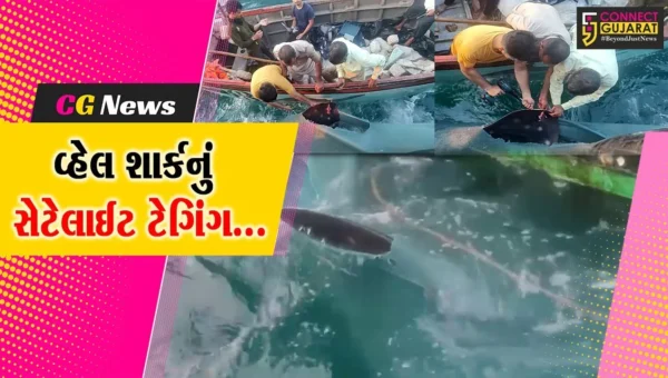 દુનિયાની સૌથી મોટી માછલી ગણાતી વ્હેલ શાર્કની તમામ ગતિવિધિઓ પર રહેશે નજર, ગીર સોમનાથ વન વિભાગે કર્યું સેટેલાઈટ ટેગિંગ
