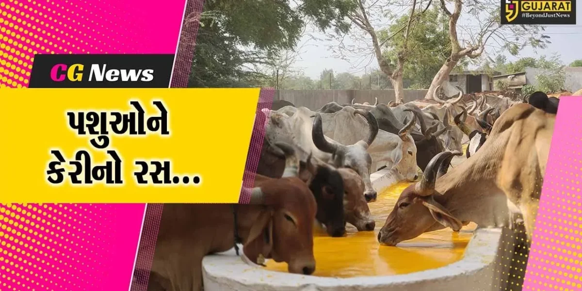 વડોદરા : કરજણના પાંજરાપોળમાં પશુઓને શ્રવણ સેવા ફાઉન્ડેશન દ્વારા રસ પીરસાયો, ગાયોના મોઢા પર સુખદ હાવભાવ જોવા મળ્યો
