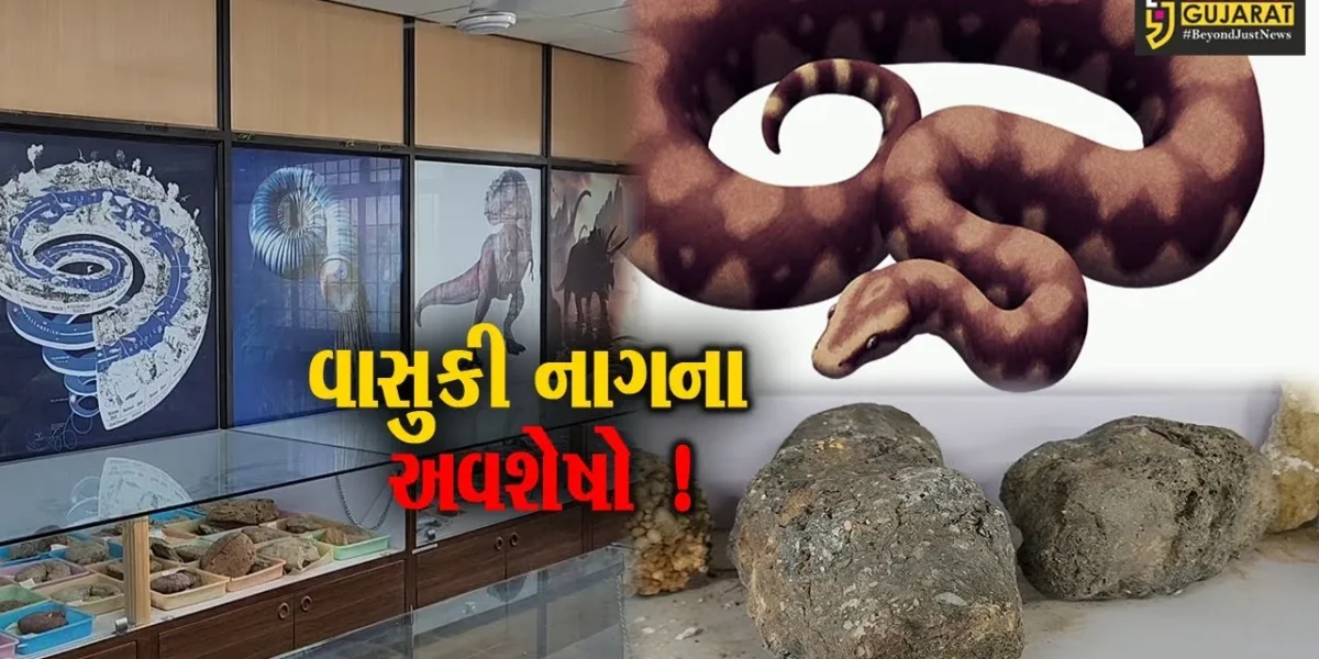 કચ્છ : સમુદ્રમંથન સમયના વાસુકી નાગના અવશેષો મળી આવ્યા, સમગ્ર વિશ્વનું ધ્યાન ખેંચાયુ