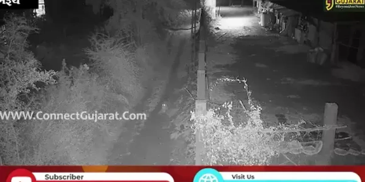 ભરૂચ: નેત્રંગના કેલ્વીકુવા ગામે દીપડાએ શ્વાનના 2 બચ્ચાનો કર્યો શિકાર, જુઓ CCTV