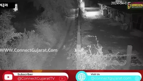 ભરૂચ: નેત્રંગના કેલ્વીકુવા ગામે દીપડાએ શ્વાનના 2 બચ્ચાનો કર્યો શિકાર, જુઓ CCTV