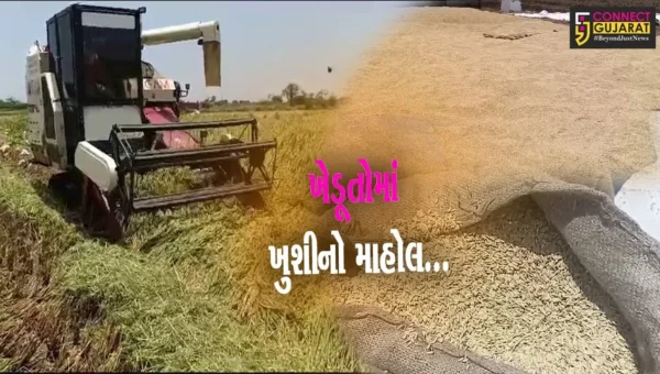 અંકલેશ્વર-હાંસોટ પંથકમાં ડાંગરના પાકનો મબલખ ઉતારો, સારો ભાવ મળતા જગતનો તાત હરખાયો…