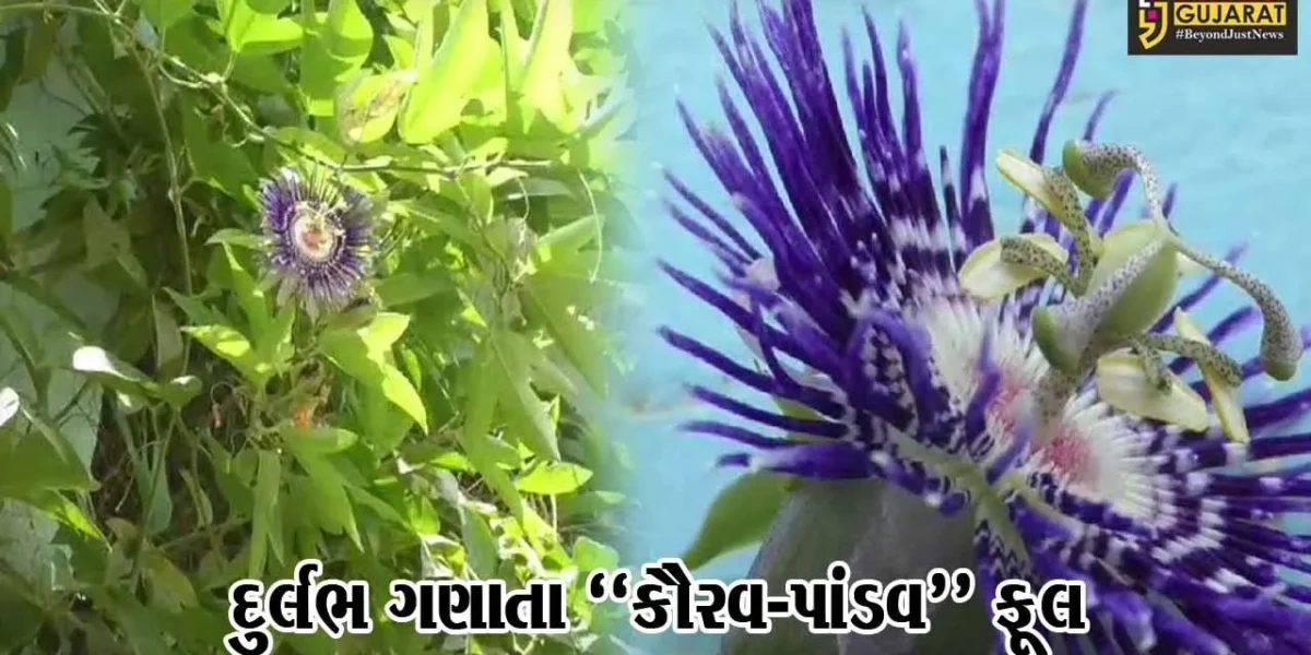 “કૌરવ-પાંડવ” ફૂલ : અંકલેશ્વર-અંદાડાના ખેડૂતે દુર્લભ ગણાતા કૃષ્ણ કમળ વેલની વાવણી કરી, લોકોમાં જમાવ્યું ભારે આકર્ષણ